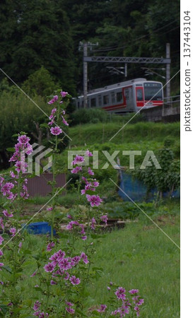 Train waiting screen with mallow in the background 137443104