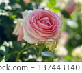 Elegant cup-shaped pink roses - a fresh flower image perfect for beauty advertisements and gifts 137443140