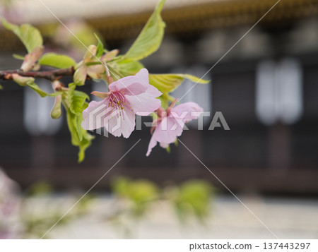 Cute pink cherry blossoms Cute pink cherry blossoms 137443297