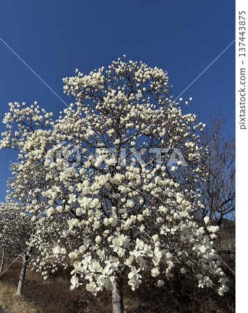 <Kanagawa Prefectural Hadano Togawa Park> White magnolia and blue sky <Kanagawa Prefectural Hadano Togawa Park> White magnolia and blue sky 137443875