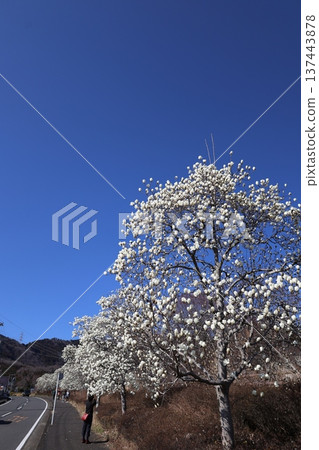 <Kanagawa Prefectural Hadano Togawa Park> White magnolia and blue sky <Kanagawa Prefectural Hadano Togawa Park> White magnolia and blue sky 137443878