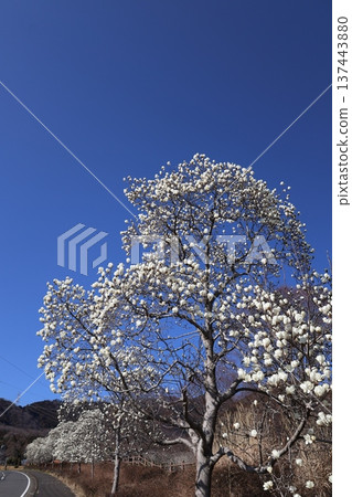 <Kanagawa Prefectural Hadano Togawa Park> White magnolia and blue sky <Kanagawa Prefectural Hadano Togawa Park> White magnolia and blue sky 137443880