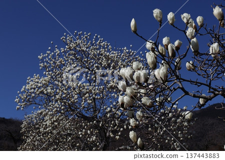 <Kanagawa Prefectural Hadano Togawa Park> White magnolia and blue sky <Kanagawa Prefectural Hadano Togawa Park> White magnolia and blue sky 137443883