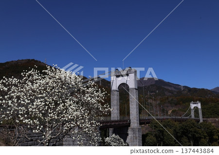 <Kanagawa Prefectural Hadano Togawa Park> White magnolia and blue sky <Kanagawa Prefectural Hadano Togawa Park> White magnolia and blue sky 137443884
