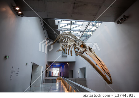 Lyon, france. December 27,2023. Whale skeleton display inside the contemporary musee des confluences, lyon, france, showcasing science, architecture, and education Lyon, france. December 27,2023. Whale skeleton display inside the contemporary musee des confluences, lyon, france, showcasing science, architecture, and education 137443925
