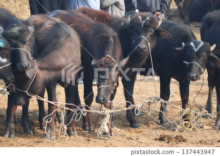 Water buffaloes for sale at the market in Lumbini, Nepal Water buffaloes for sale at the market in Lumbini, Nepal 137443947
