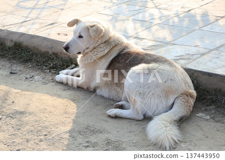 Landscape with a dog lying on the side of the road 137443950