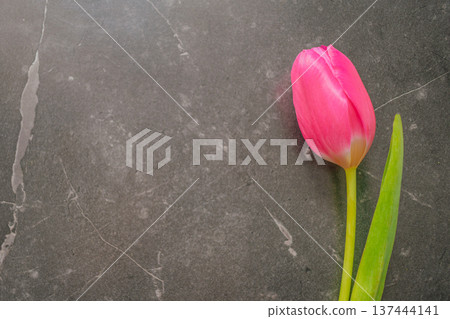 A single pink tulip on a dark marble background. Minimalist floral composition with dramatic lighting, silk texture, and large copy space for premium branding 137444141