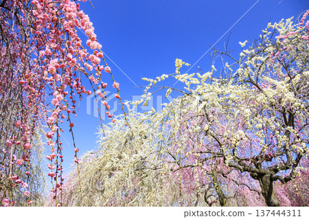 Inabe City Bairin Park Weeping plums in full bloom 137444311