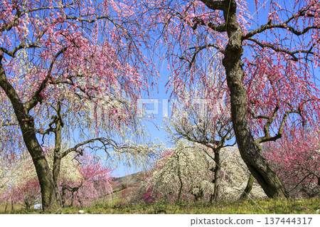 稻部市白林公園垂枝梅盛開 137444317