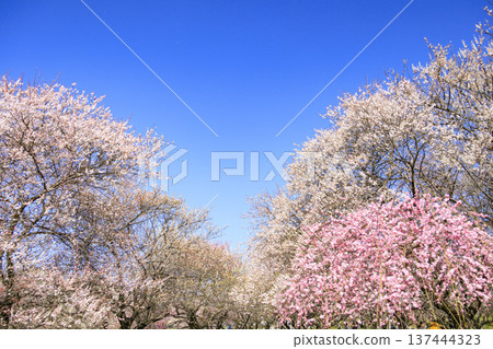 Inabe City Bairin Park Weeping plums in full bloom 137444323