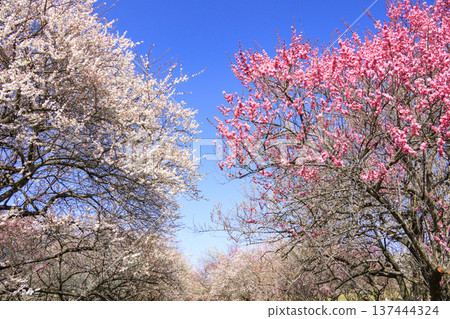 稻部市白林公園垂枝梅盛開 稻部市白林公園垂枝梅盛開 137444324