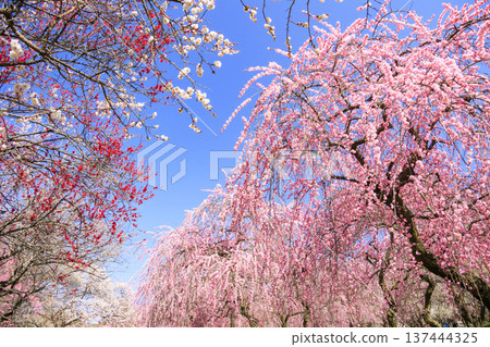 Inabe City Bairin Park Weeping plums in full bloom 137444325
