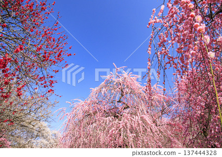 稻部市白林公園垂枝梅盛開 稻部市白林公園垂枝梅盛開 137444328