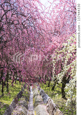 Inabe City Bairin Park Weeping plums in full bloom 137444330