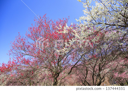 Inabe City Bairin Park Weeping plums in full bloom 137444331