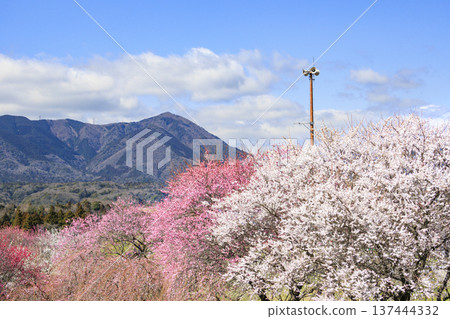 稻部市白林公園垂枝梅盛開 稻部市白林公園垂枝梅盛開 137444332