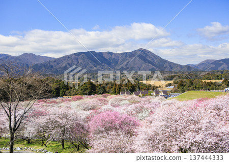 稻部市白林公園垂枝梅盛開 137444333