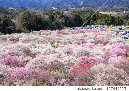 稻部市白林公園垂枝梅盛開 137444335