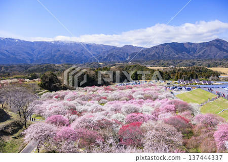 Inabe City Bairin Park Weeping plums in full bloom Inabe City Bairin Park Weeping plums in full bloom 137444337