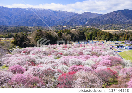 稻部市白林公園垂枝梅盛開 137444338
