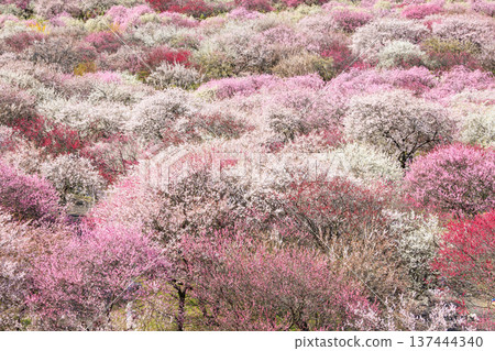 稻部市白林公園垂枝梅盛開 137444340