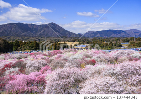 稻部市白林公園垂枝梅盛開 稻部市白林公園垂枝梅盛開 137444343