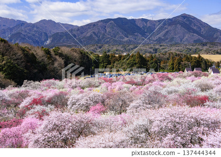 稻部市白林公園垂枝梅盛開 稻部市白林公園垂枝梅盛開 137444344