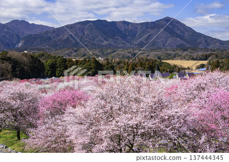 Inabe City Bairin Park Weeping plums in full bloom Inabe City Bairin Park Weeping plums in full bloom 137444345