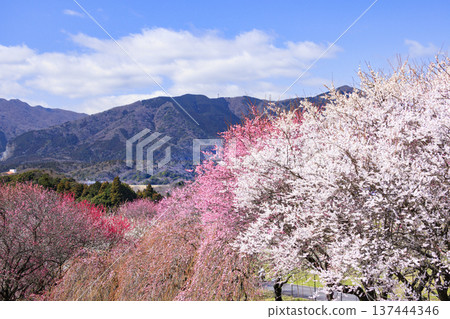 稻部市白林公園垂枝梅盛開 137444346
