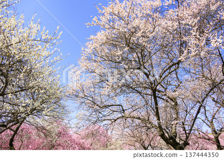 Inabe City Bairin Park Weeping plums in full bloom Inabe City Bairin Park Weeping plums in full bloom 137444350