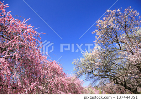 稻部市白林公園垂枝梅盛開 稻部市白林公園垂枝梅盛開 137444351
