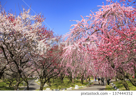 稻部市白林公園垂枝梅盛開 稻部市白林公園垂枝梅盛開 137444352
