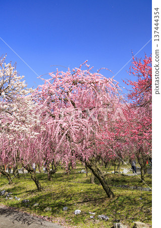 Inabe City Bairin Park Weeping plums in full bloom Inabe City Bairin Park Weeping plums in full bloom 137444354