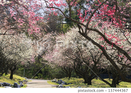 稻部市白林公園垂枝梅盛開 稻部市白林公園垂枝梅盛開 137444367
