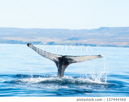 Whale's tail fin Whale's tail fin 137444368