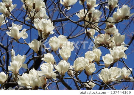White Magnolia in Kiba Park White Magnolia in Kiba Park 137444369