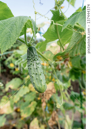 Cucumber plant with withered leaves dried vines in vegetable garden, representing crop disease decay. Crop infections, agricultural problems, farming Cucumber plant with withered leaves dried vines in vegetable garden, representing crop disease decay. Crop infections, agricultural problems, farming 137444374