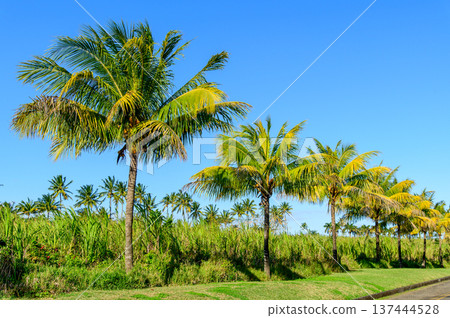 A beautiful green landscape in Mauritius 137444528