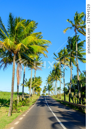 A beautiful green landscape in Mauritius 137444529