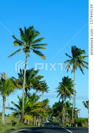 A beautiful green landscape in Mauritius A beautiful green landscape in Mauritius 137444534