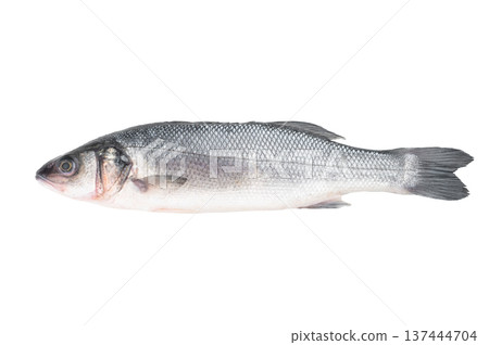 Whole raw seabass isolated on white background, fresh silver marine fish with clean scales, healthy seafood ingredient for Mediterranean cooking and gourmet cuisine.. Whole raw seabass isolated on white background, fresh silver marine fish with clean scales, healthy seafood ingredient for Mediterranean cooking and gourmet cuisine.. 137444704