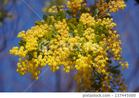 在木場公園的含羞草 在木場公園的含羞草 137445080