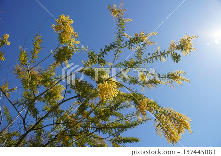 在木場公園的含羞草 137445081