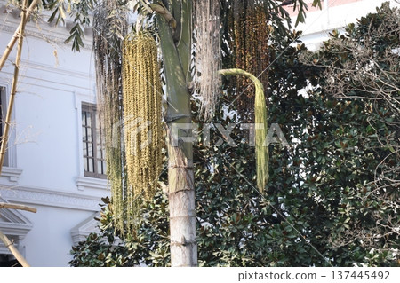 Landscape of a park with many fruit-bearing toddle palm trees in Kathmandu, Nepal Landscape of a park with many fruit-bearing toddle palm trees in Kathmandu, Nepal 137445492