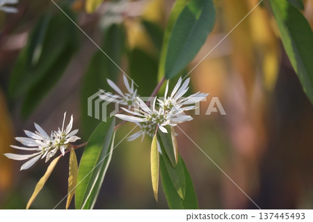 Close-up of a white-petaled Euphorbia flower Close-up of a white-petaled Euphorbia flower 137445493