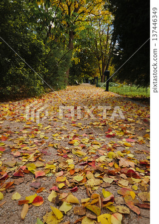 autumn park with yellow leaves autumn park with yellow leaves 137446349