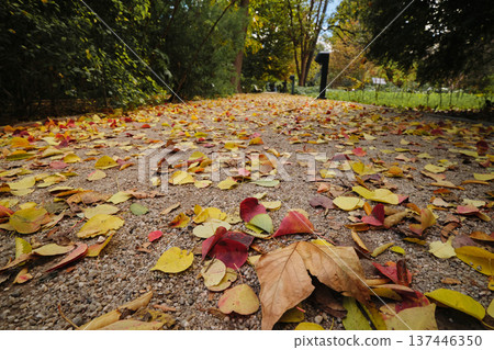 autumn park with yellow leaves autumn park with yellow leaves 137446350