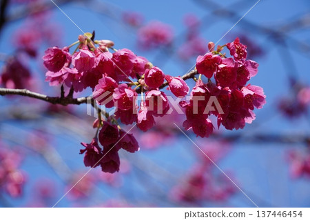 木場公園的寒暢櫻花盛開 木場公園的寒暢櫻花盛開 137446454