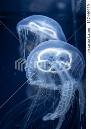 神秘的月亮水母漂浮在水族箱中 137446639
